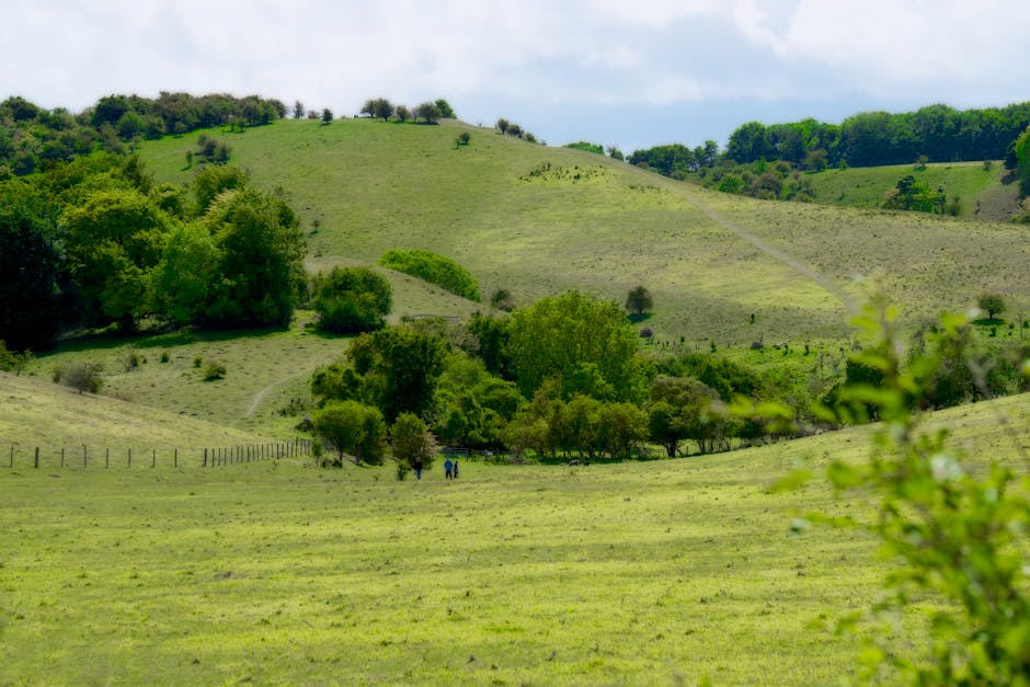 A scenic view of a vast, gently rolling green landscape with grassy fields and scattered clusters of trees. In the foreground, there's a partially blurred bush or shrub. Two small figures are visible walking along a path near the base of a hill, which rises in the background covered in similar greenery and small woodland patches. The sky above is partly cloudy, with patches of blue sky peeking through. The scene captures the peaceful environment typical of rural or countryside areas, suitable for house removals or home relocation contexts involving outdoor transport or scenic drives, as referenced on the page about local moves from Green Lanes to Grovelands Park by Man with Van Winchmore Hill.